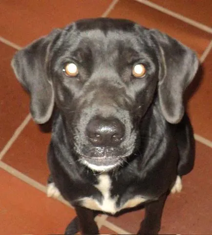 Cachorro ra a Labrador idade 1 ano nome Encontrei LABRADORA