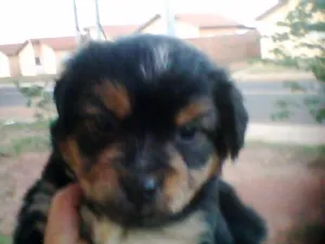 Cachorro raça s.r.d idade Abaixo de 2 meses nome filhotes