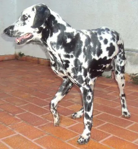 Cachorro ra a Dalmata idade 1 ano nome ENCONTRADO Procura 