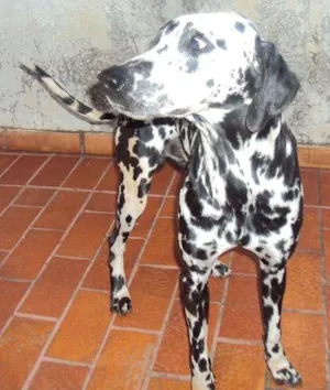 Cachorro raça Dalmata idade 1 ano nome ENCONTRADO Procura 