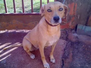 Cachorro raça SRD idade 1 ano nome Cocker e SRD DOURAD