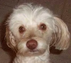 Cachorro ra a Poodle idade 2 anos nome Recompensa $500 DOU