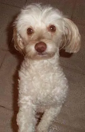 Cachorro ra a Poodle idade 2 anos nome Recompensa $500 DOU