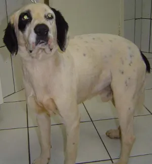 Cachorro raça Mest. FILA idade 2 anos nome Grande DOURADOS-MS