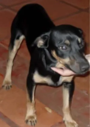 Cachorro raça SRD idade  nome Totó