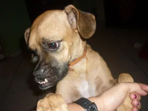 Cachorro raça SRD idade 1 ano nome Cida