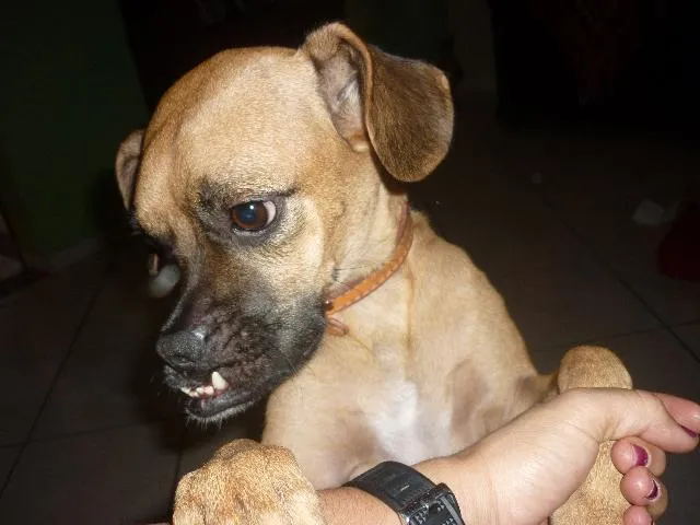 Cachorro ra a SRD idade 1 ano nome Cida