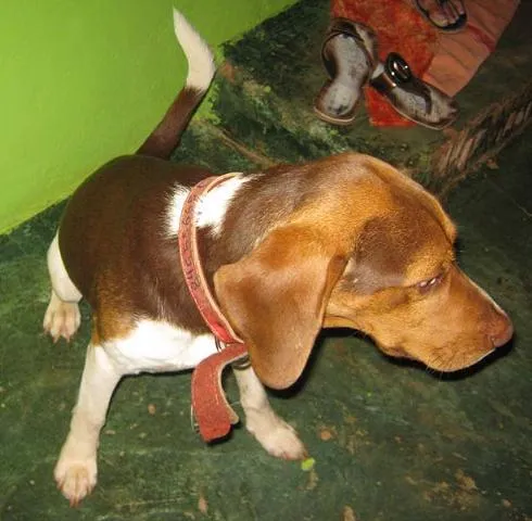 Cachorro ra a Beagle idade 7 a 11 meses nome Puro