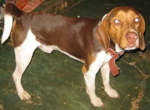 Cachorro raça Beagle idade 7 a 11 meses nome Puro