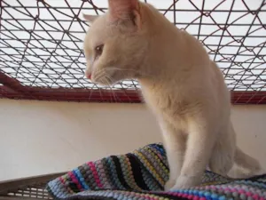 Gato raça Siamês, e Vários idade 1 ano nome Gatos CCZ-Dourados-MS