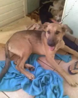 Cachorro raça SRD idade 2 a 6 meses nome Tuxa