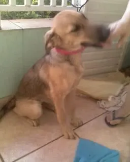 Cachorro ra a SRD idade 2 a 6 meses nome Tuxa