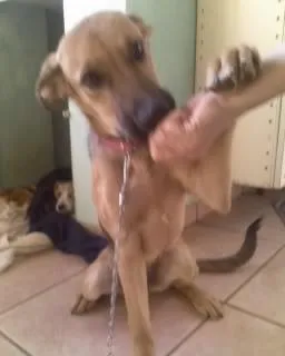 Cachorro ra a SRD idade 2 a 6 meses nome Tuxa