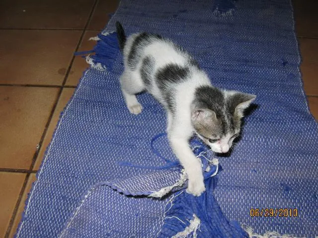 Gato ra a SRD idade Abaixo de 2 meses nome Pituxa