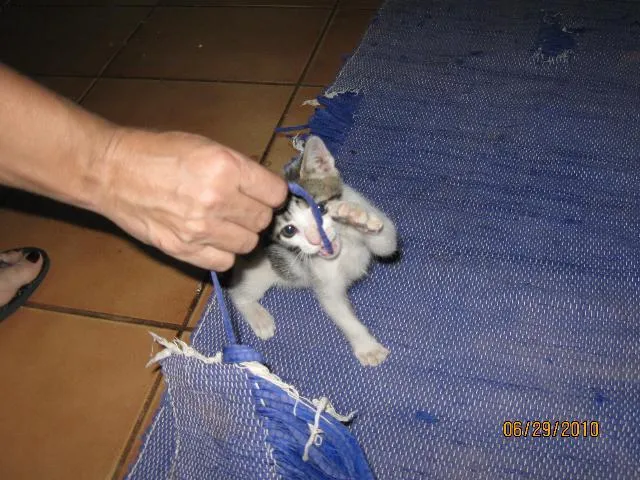 Gato ra a SRD idade Abaixo de 2 meses nome Pituxa