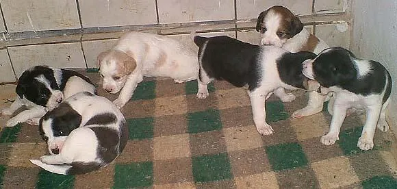 Cachorro ra a SRD idade Abaixo de 2 meses nome Filhotinhos