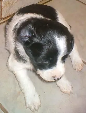 Cachorro raça SRD idade Abaixo de 2 meses nome Filhotinhos