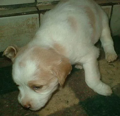 Cachorro ra a SRD idade Abaixo de 2 meses nome Filhotinhos