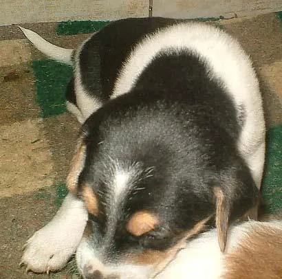 Cachorro ra a SRD idade Abaixo de 2 meses nome Filhotinhos