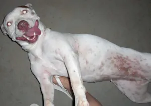 Cachorro raça Pit Bull idade 1 ano nome DÓCIL