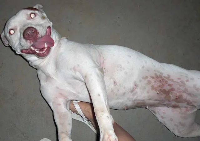 Cachorro ra a Pit Bull idade 1 ano nome DÓCIL