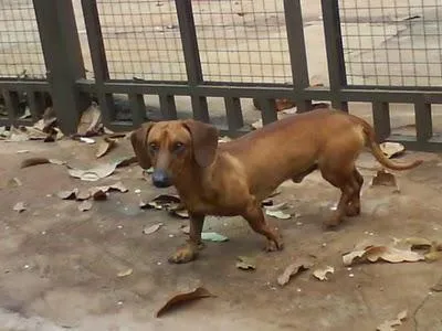 Cachorro ra a Basset idade 1 ano nome ENCONTRADO DOURADOS-MS