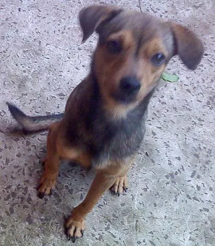 Cachorro ra a SRD idade 1 ano nome Meiga e Amiga