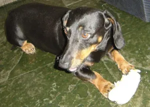 Cachorro raça Basset-Cofap idade 6 ou mais anos nome PROCURA e Gratifica