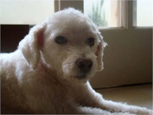 Cachorro ra a Poodle idade 6 ou mais anos nome PROCURA Gohan