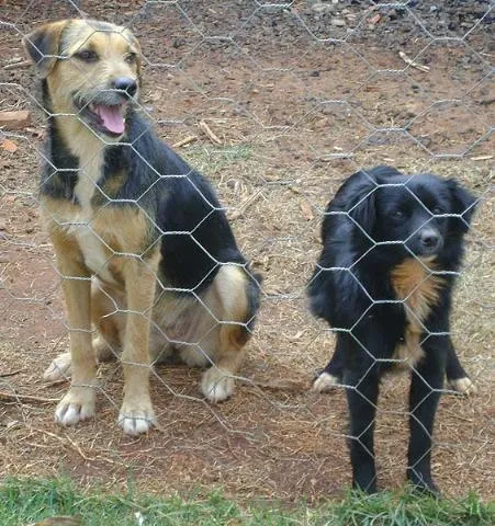 Cachorro ra a SRD idade 1 ano nome Lica e Lara