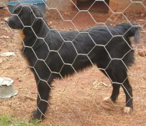 Cachorro raça SRD idade 1 ano nome Lica e Lara