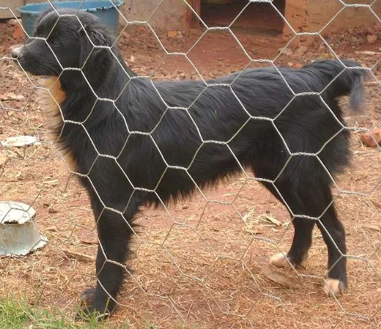 Cachorro ra a SRD idade 1 ano nome Lica e Lara