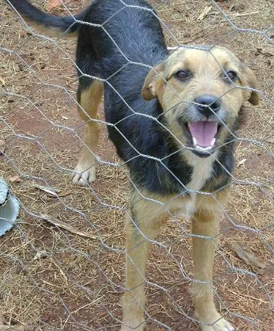 Cachorro ra a SRD idade 1 ano nome Lica e Lara