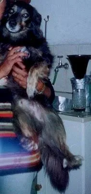 Cachorro ra a SRD idade 6 ou mais anos nome PROCURA o Neguinho