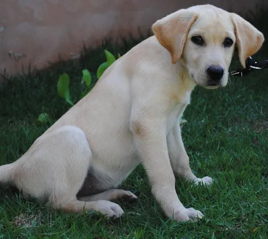Cachorro ra a Labrador idade 2 a 6 meses nome Marilyn