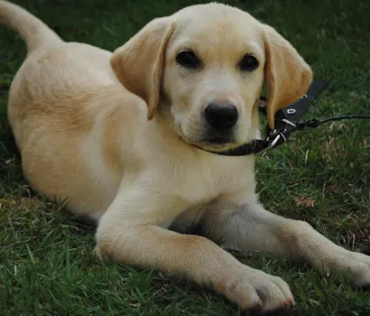 Cachorro raça Labrador idade 2 a 6 meses nome Marilyn