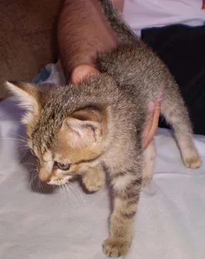 Gato raça SRD idade 2 a 6 meses nome Gatinha DOURADOS-MS