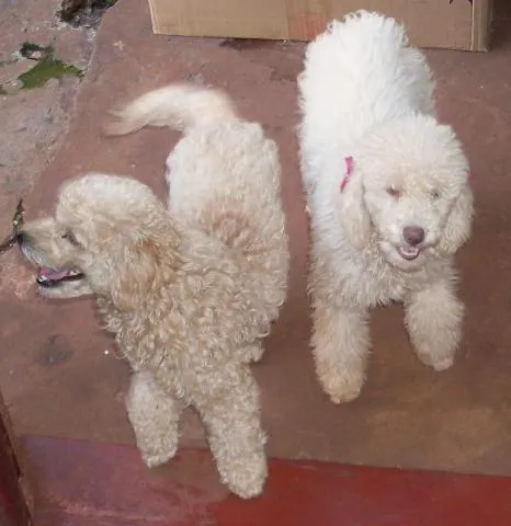 Cachorro ra a Poodle idade 2 anos nome PROCURA Lola e Fred