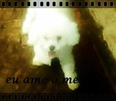 Cachorro ra a Poodle Toy  idade 1 ano nome Boquita 