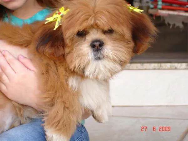 Cachorro ra a Lhasa apso idade 2 anos nome PROCURA BELINHA - R