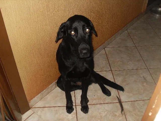 Cachorro ra a LABRADOR/PAST BELGA idade 2 a 6 meses nome PANTERA