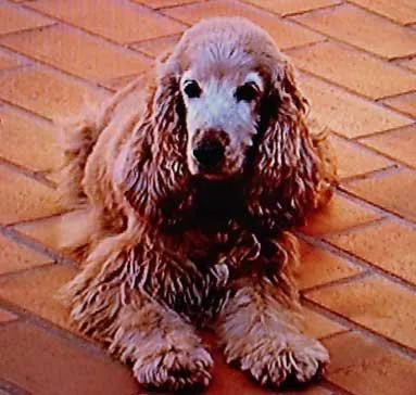 Cachorro ra a COCKER SPANIEL idade 6 ou mais anos nome Procura e RECOMPENSA