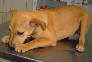 Cachorro raça SRD idade 2 a 6 meses nome Filhote DOURADOS-MS