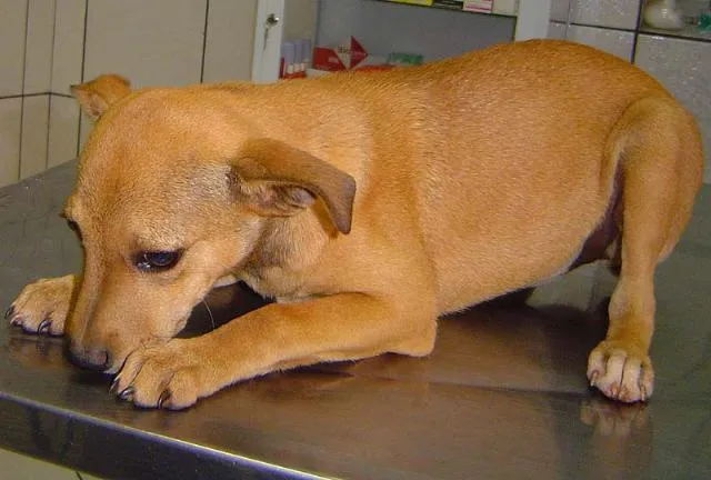 Cachorro ra a SRD idade 2 a 6 meses nome Filhote DOURADOS-MS