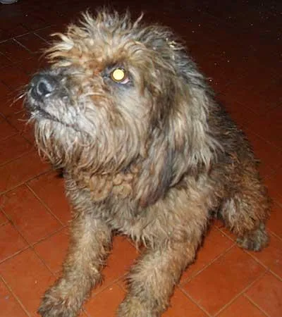 Cachorro ra a Poodle idade 1 ano nome ENCONTRADO Dourados-MS