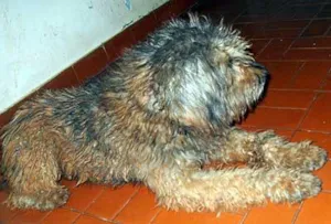 Cachorro raça Poodle idade 1 ano nome ENCONTRADO Dourados-MS