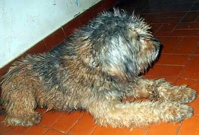 Cachorro ra a Poodle idade 1 ano nome ENCONTRADO Dourados-MS