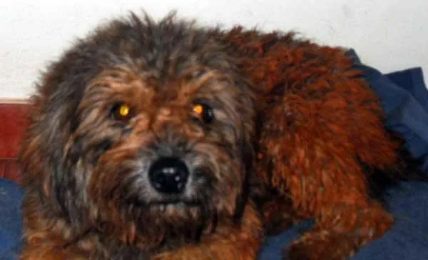 Cachorro ra a Poodle idade 1 ano nome ENCONTRADO Dourados-MS