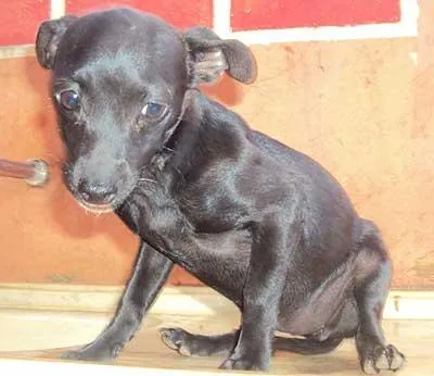 Cachorro ra a SRD idade 1 ano nome URGENTE Dourados-MS