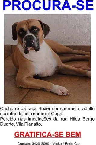 Cachorro ra a Boxer idade 1 ano nome PROCURA Dourados-MS